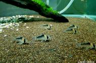 孔雀鱼鱼缸造景：野生美的独特魅力