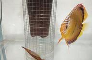 七彩神仙鱼的提罐繁殖过程详解，产卵桶和网罩是否必要？