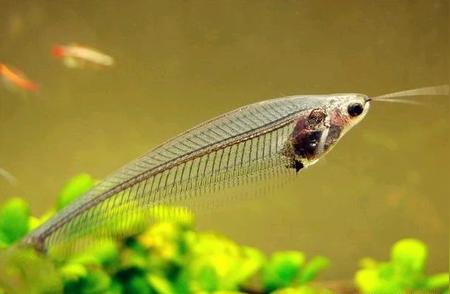 玻璃猫鱼：揭秘鱼类百科中的神秘生物