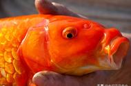 十种引人注目的红色热带鱼品种