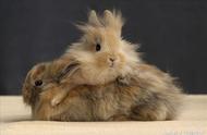 侏儒兔：最小的兔子种类