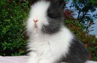 你知道最适合作为宠物的兔子种类有哪些吗？