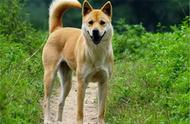 为中华田园犬正名：它们也是具有独特身份的狗狗