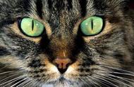 动物夜间眼睛发绿光的原因是什么？