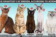 揭秘最聪明的猫品种：阿比西亚、孟加拉和缅甸猫
