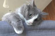 探秘帅气外露的小Moxi：可爱的长毛缅因猫