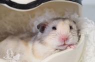 仓鼠频繁打哈欠，睡眠不足会影响寿命吗？