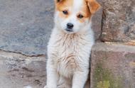 中国田园犬：一种独特的家养宠物