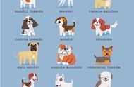 狗狗的起源：15张激萌插画带你了解全球犬种！