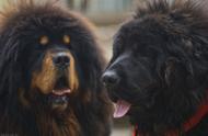 青藏高原的獒犬危机：神坛崩塌后的流浪狗潮
