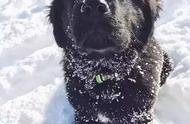 纽芬兰犬：拉布拉多爱好者的迷你版选择！