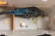 男子与鹦鹉共度三年，意外发现两枚蛋，却遭遇不幸