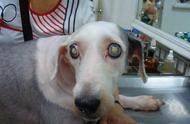 狗狗白内障导致失明，这几个品种更易受影响