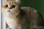 英国短毛猫：一种迷人的宠物