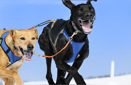 犬类中，运动犬的排名是多少？