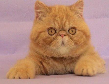 好莱坞加菲猫原型猫，竟是这种最贵一条价值8万的虎斑猫