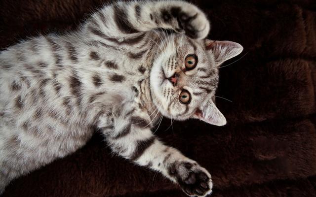 「动物图」可爱的美国短毛猫