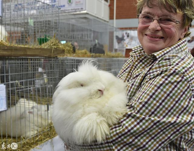 德国举办饲养型兔子展览，安哥拉兔现场被剪毛，比羊绒暖和8倍