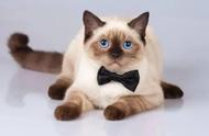 独家揭秘：最美猫咪排行榜，你心中的第一名是谁？