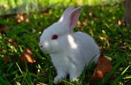 宠物世界的奥秘：探索受欢迎的30种兔子品种