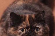 美国短毛猫：美国最古老的猫咪品种之一