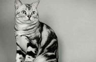 美短猫的魅力：为什么越来越多人选择养它？