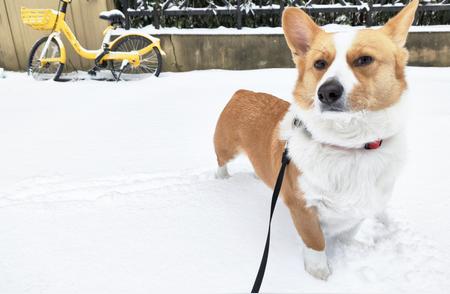雪天如何让狗狗保持温暖？——宠物保暖指南
