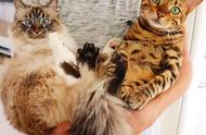 伯曼猫与豹猫：一对颜值爆表的猫咪好友