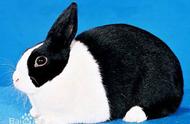 神秘兔子：荷兰兔的魅力解析