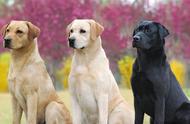 FCI第8组：寻回猎犬、搜寻犬和水猎犬组 代表犬种金毛