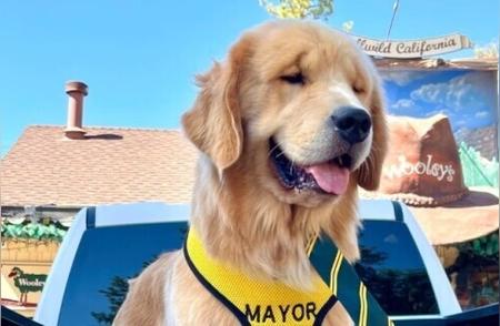 美加州小镇的三位市长都是金毛犬