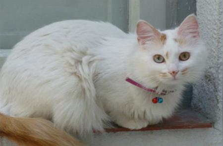 土耳其梵猫：宠物猫系列中的瑰宝