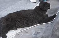 缅因猫的肥胖问题：被误认为猞猁的尴尬经历