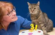 寿命最长的猫咪：揭秘10种“长寿喵”