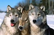 狼犬家族：八种长相最像狼的狗狗，你认得出第七个吗？
