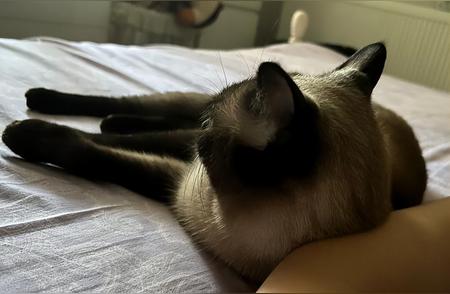 暹罗猫的床伴行为，不只是寻求舒适，别误解了！