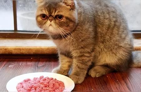 如何正确喂养加菲猫？你掌握了吗？