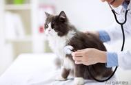 疫情挑战下，萌爪医生推出宠物免费在线咨询服务