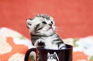 揭秘茶杯猫：你不知道的那些事！