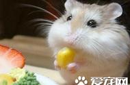 揭秘布丁仓鼠的口味偏好：它们最爱吃什么？