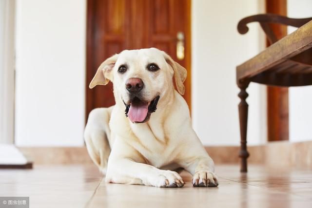 美国最受欢迎的狗狗，拉布拉多有超多优点，养过的主人都知道！