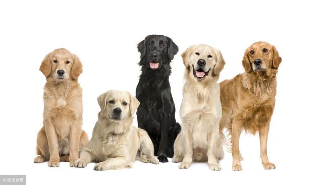 美国最受欢迎的狗狗，拉布拉多有超多优点，养过的主人都知道！